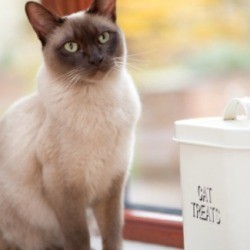 A cat sitting by a container that says cat treats on it.