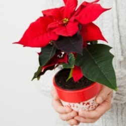 Poinsettias