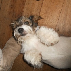Jack Russel Terrier Mix