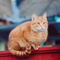 cat sitting outside