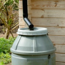A rain barrel hooked up to a down spout.