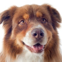 Deaf Dog