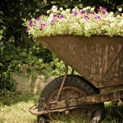 A old wheelbarrow used as a planter.