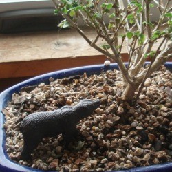 Decorating Houseplants With Toys