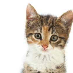 Kitten