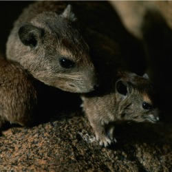 Family of Rats