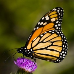Monarch Butterfly on Flower