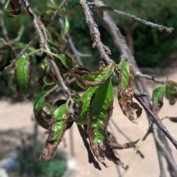 Diseased looking leaves.