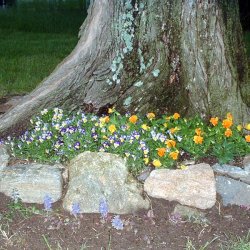Low Cost Flower Bed