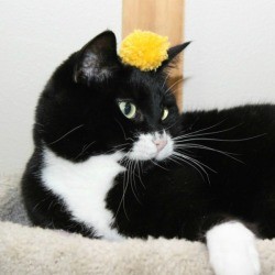 pom pom cat toy