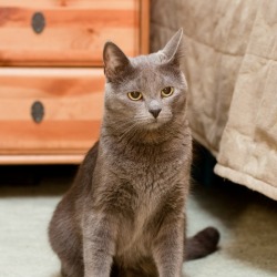 cat on carpet