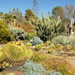 cactus garden