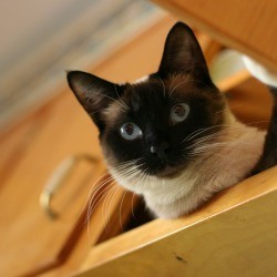 A cat in a kitchen cabinet.