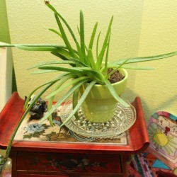 plant saucer 1