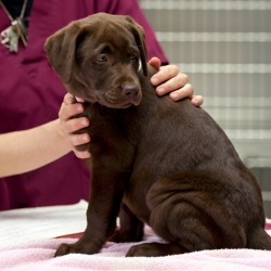 Puppy With Parvo