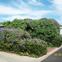 Morning Glory Is Invasive
