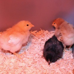 1 week old chicks