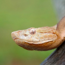 copperhead snake