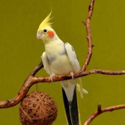 Cockatiel