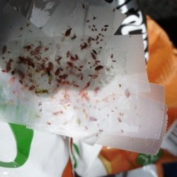 Bugs stuck to tape.