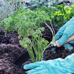 Planting Parsley