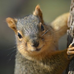 Squirrel hanging onto a tree.