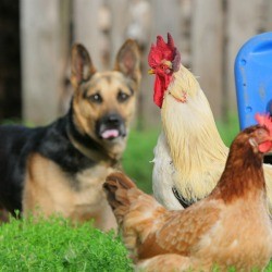 Large dog sitting near chickens.