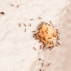 ants eating bait