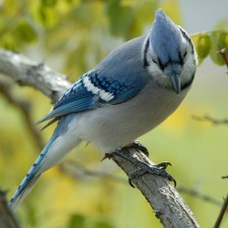 Blue Jay