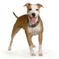 Pit Bull