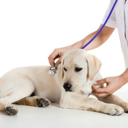 A dog being check out by a veterinarian.