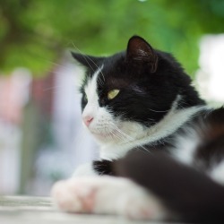 Tuxedo Cat
