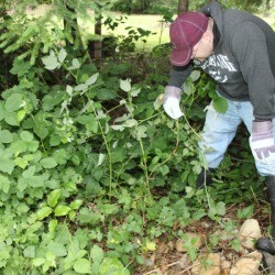 tackling blackberries 1
