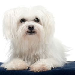 Maltese