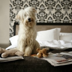 dog sitting in bed