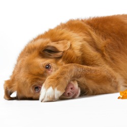 guilty dog