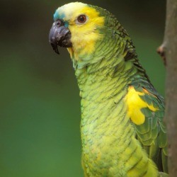 Yellow Headed Amazon Parrot