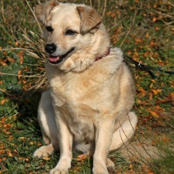 Dog With Tapeworms