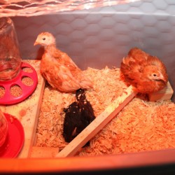 chick on perch