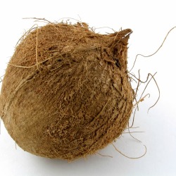 Coconut