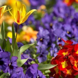 Flower Garden