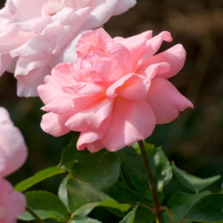 Pink Roses