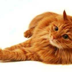 Orange Tabby