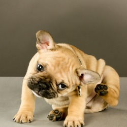 Dog With Itchy Ears