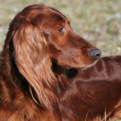 dog with shiny coat