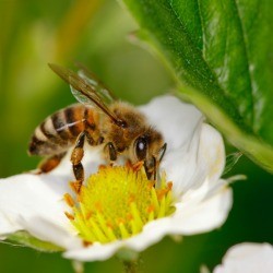 Honeybee on a strawberry blossom.