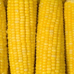 Corn cooked in the microwave.