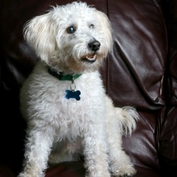 Schnoodle