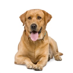 An adult labrador dog.
