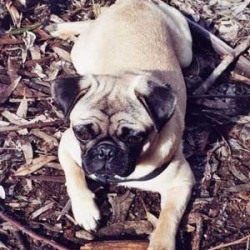 Breed Information: Pug